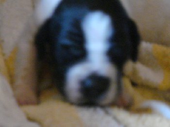 LES BEBES